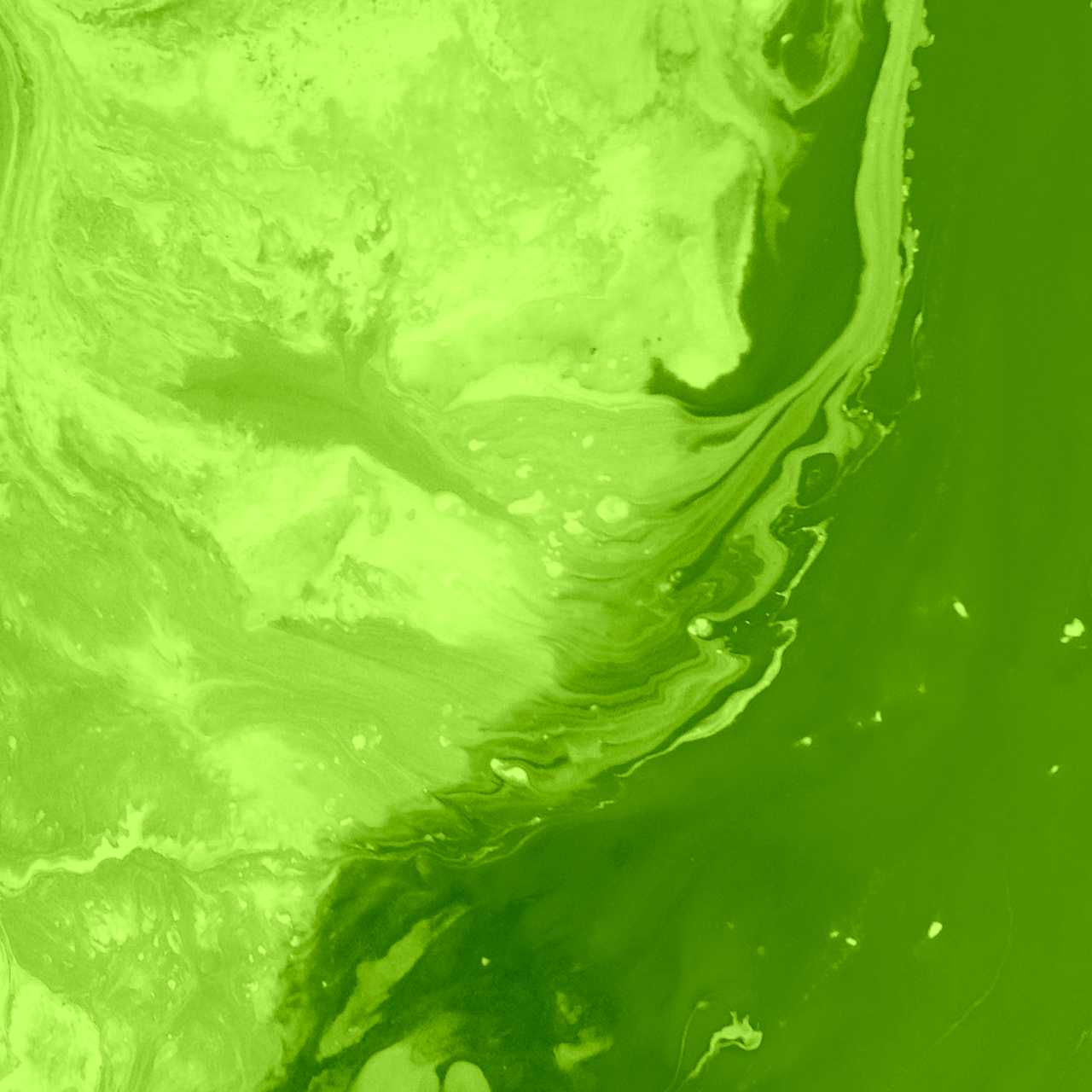 Ridaly desarrollo de sitios web de mascotas desarrollo de sitios web de mascotas